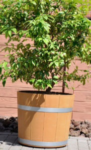 SCHÖKÜ-50 Blumenkübel mit Pflanze