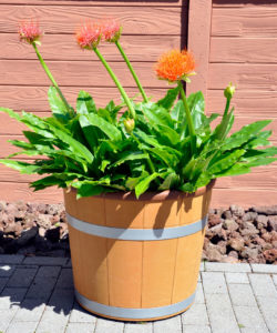 SCHÖKÜ-54 Blumenkübel mit Pflanze und Abschlussring